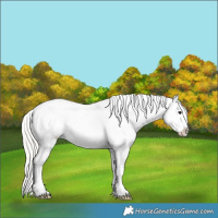 Horse Color:White Spotted Silver Black Appaloosa 