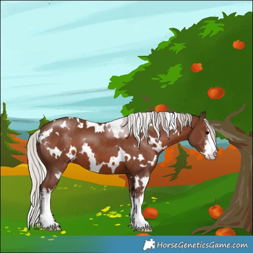 Horse Color:White Spotted Silver Black 