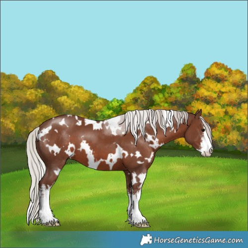 Horse Color:White Spotted Silver Black 