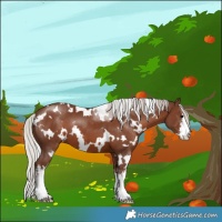 Horse Color:White Spotted Silver Black 