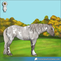 Horse Color:White Spotted Silver Blue Roan 