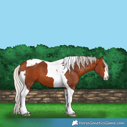 Horse Color:White Spotted Silver Brown Tobiano 