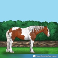 Horse Color:White Spotted Silver Brown Tobiano