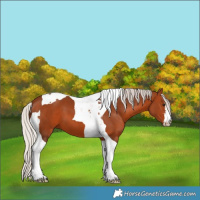 Horse Color:White Spotted Silver Brown Tobiano
