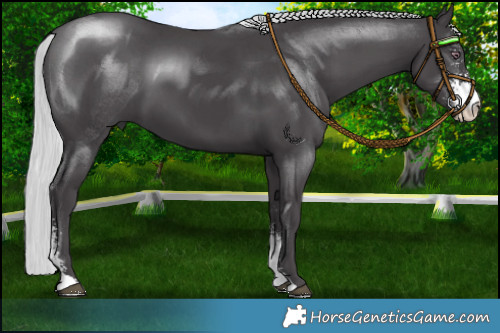 Horse Color:Silver Smoky Black Chinchilla Sabino 