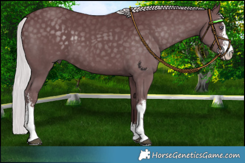 Horse Color:Chocolate Silver Smoky Black Chinchilla Sabino