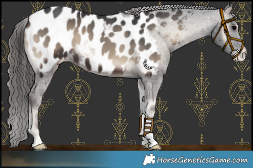 Horse Color:Blue Onyx Appaloosa 