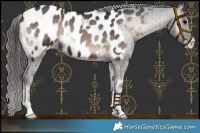 Horse Color:Blue Onyx Appaloosa 