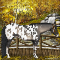 Horse Color:Blue Onyx Appaloosa 