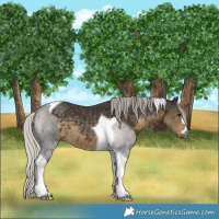 Horse Color:Silver Smoky Black Tobiano 