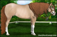 Horse Color:Buckskin Pearl Sabino Rabicano