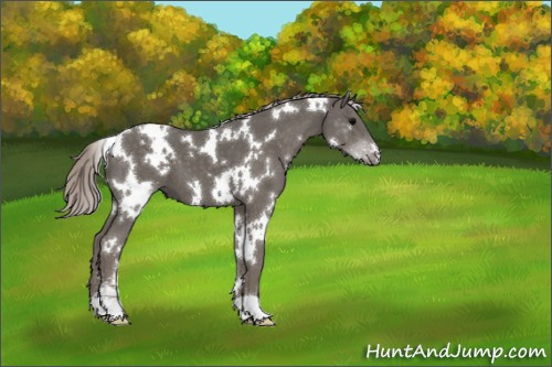 Horse Color:White Spotted Silver Black Sabino 