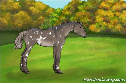 Horse Color:White Spotted Silver Grullo 