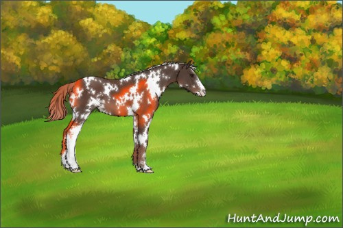 Horse Color:White Spotted Liver Chestnut Mushroom Sabino 