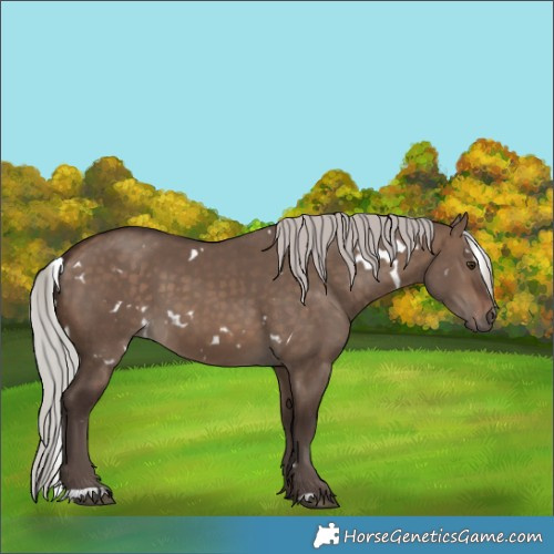 Horse Color:White Spotted Silver Brown Dun 