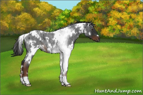 Horse Color:Gray White Spotted Liver Red Roan 