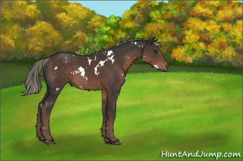 Horse Color:White Spotted Liver Chestnut Mushroom 