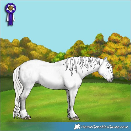 Horse Color:Gray White Spotted Silver Grullo Appaloosa 
