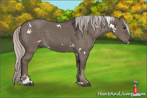 Horse Color:White Spotted Silver Grullo Sabino 