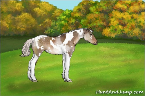 Horse Color:White Spotted Silver Brown Dun Tobiano 