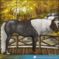 Horse Color:Liver Chestnut Mushroom Rabicano