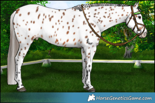 Horse Color:Bay Appaloosa 