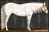 Horse Color:Perlino Near Leopard 