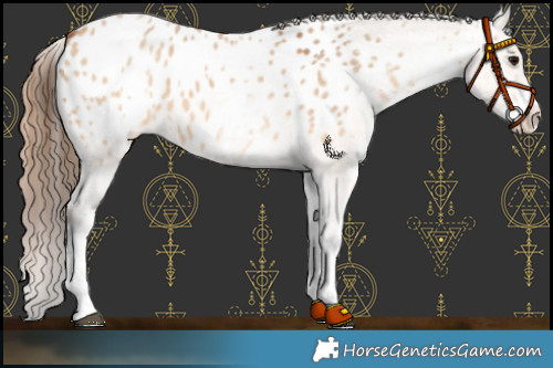 Horse Color:White Spotted Bay Dun Appaloosa 