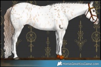 Horse Color:White Spotted Bay Dun Blanket 