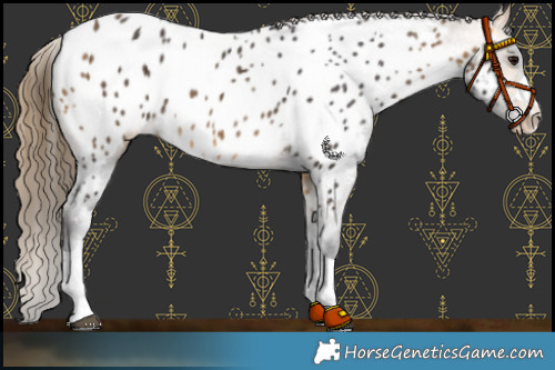 Horse Color:Buckskin Appaloosa 