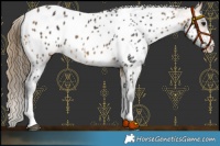 Horse Color:Buckskin Near Leopard 