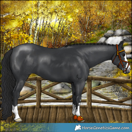Horse Color:Black 