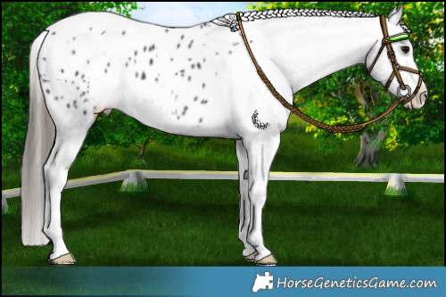 Horse Color:Black Appaloosa 