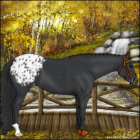 Horse Color:Black Appaloosa 