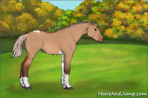 Horse Color:Silver Bay Dun Tobiano 