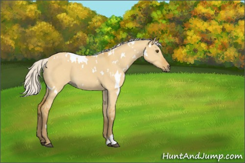 Horse Color:White Spotted Silver Buckskin Dun Sabino 