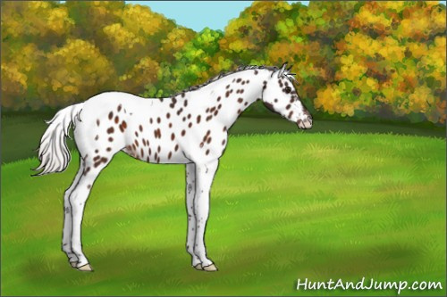 Horse Color:Silver Brown Tobiano Appaloosa 