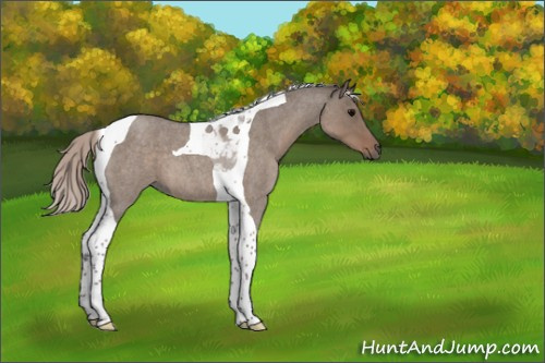 Horse Color:Silver Grullo Roan Tobiano 