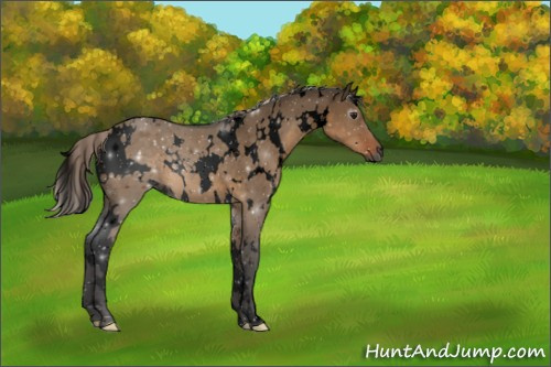 Horse Color:Gray Void White Spotted Silver Brown Dun 
