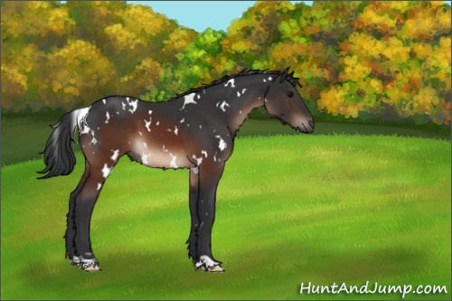 Horse Color:White Spotted Brown 