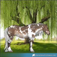Horse Color:White Spotted Silver Brown Dun 