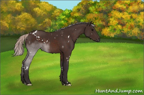 Horse Color:White Spotted Silver Brown Sabino 