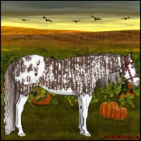 Horse Color:Gold Champagne Sabino Splash Appaloosa  and Liver Chestnut Sabino Splash Appaloosa 