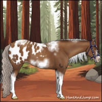 Horse Color:Gray Silver Classic Champagne Sabino Tobiano Frame Appaloosa 
