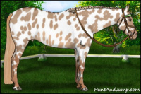 Horse Color:Red Dun Near Leopard 