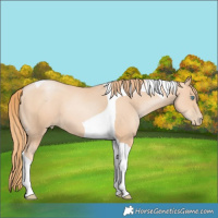 Horse Color:Gold Champagne Pearl Tobiano 