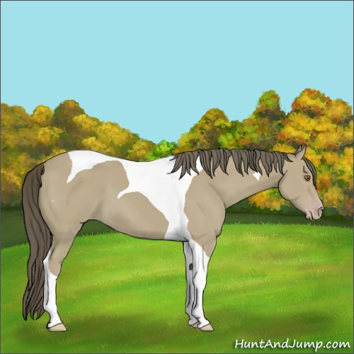 Horse Color:Classic Cream Champagne Tobiano 