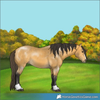 Horse Color:Buckskin Sabino 