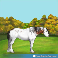 Horse Color:White Spotted Brown 