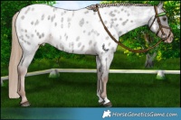 Horse Color:Liver Red Roan Near Leopard Rabicano 